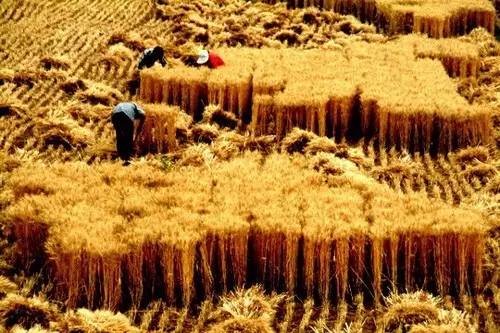 广饶人20年前,是这样割麦的——致广饶农村人的青春! 电子游艺玩法平台