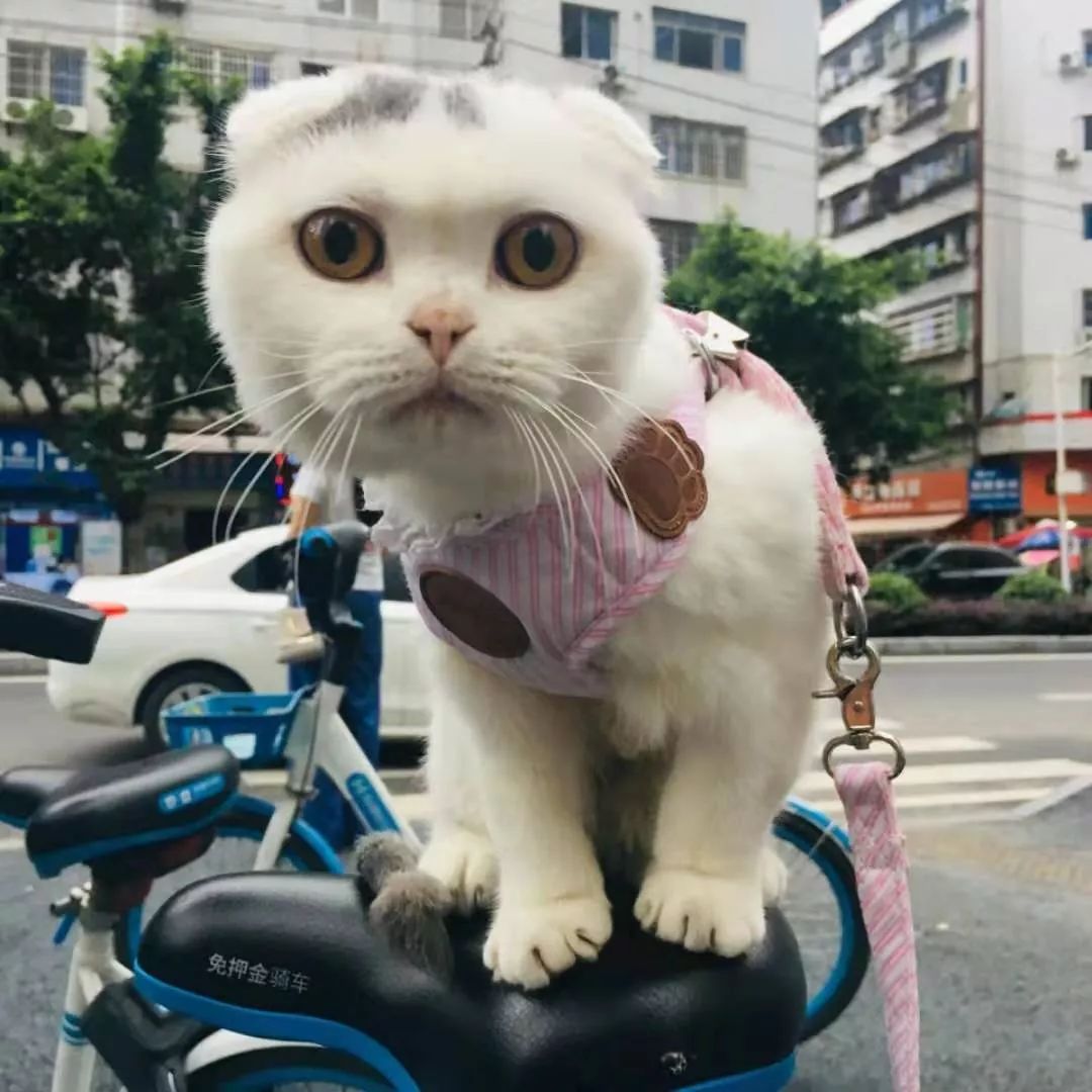 最美萌宠评选第⑤期