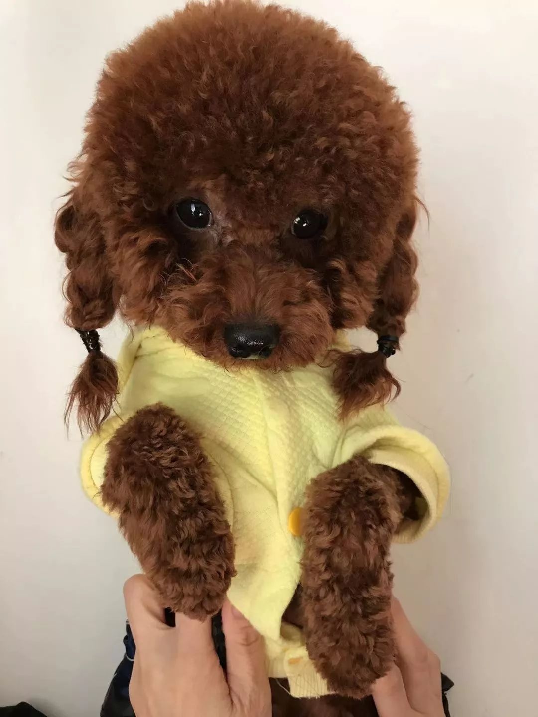 最美萌宠评选第⑤期