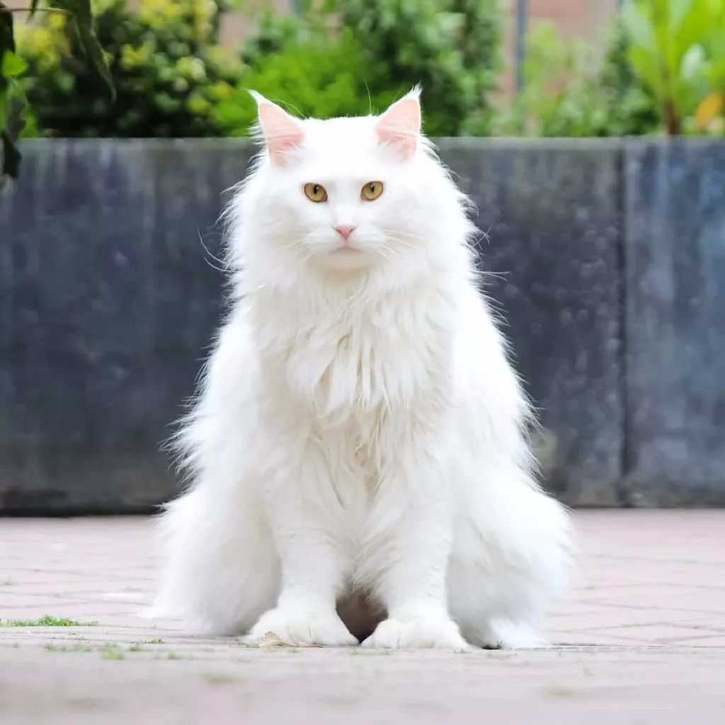 一只超酷的白色缅因猫眼神自带杀气