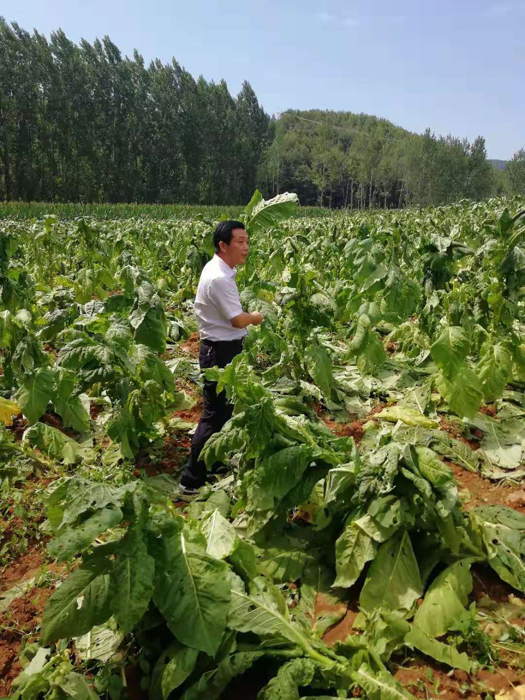 田关镇人口_人口普查