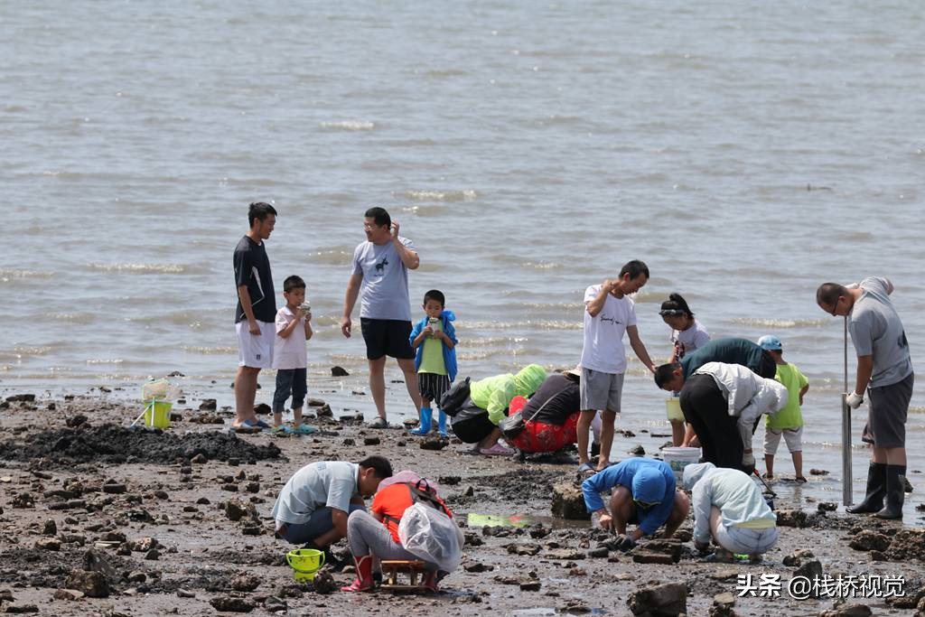 青岛:萌娃赶海挖蛤蜊