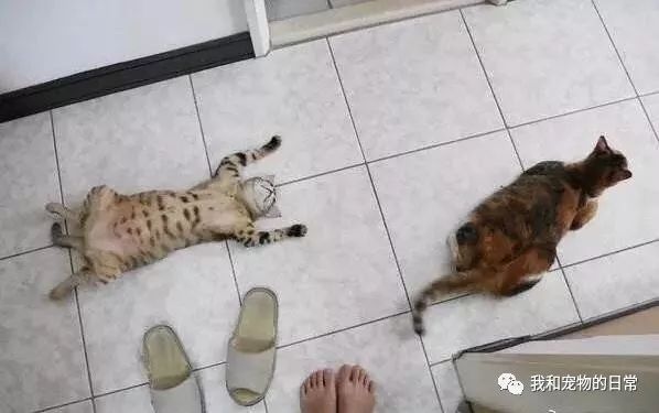 网友家的两个猫每次拍照,都有种华文华武的即