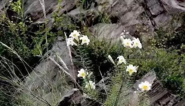 隋宝香朗读《百合花开》