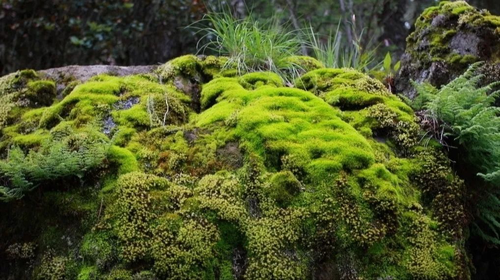 暑假,跟飞花令少女贺莉然读古诗--白居易《石上