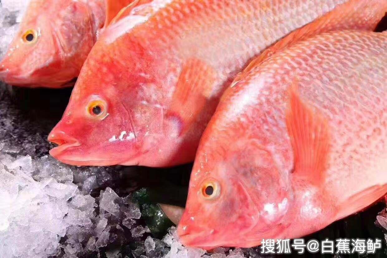【金鲷鱼】 深海品种，剌少肉多，肉质鲜美， 剌身品质，新鲜捕捞，杀好急冻 - 妈鲜乐