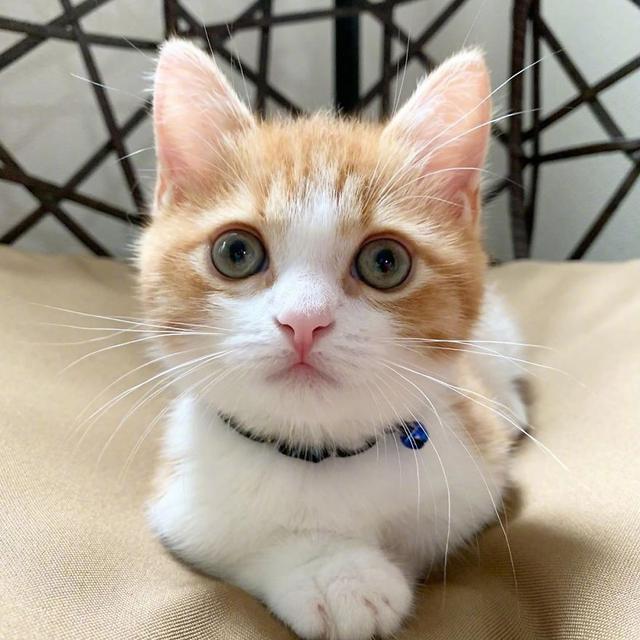 日本一小奶猫成精,因为呆萌得像人一样的睡姿走红网络