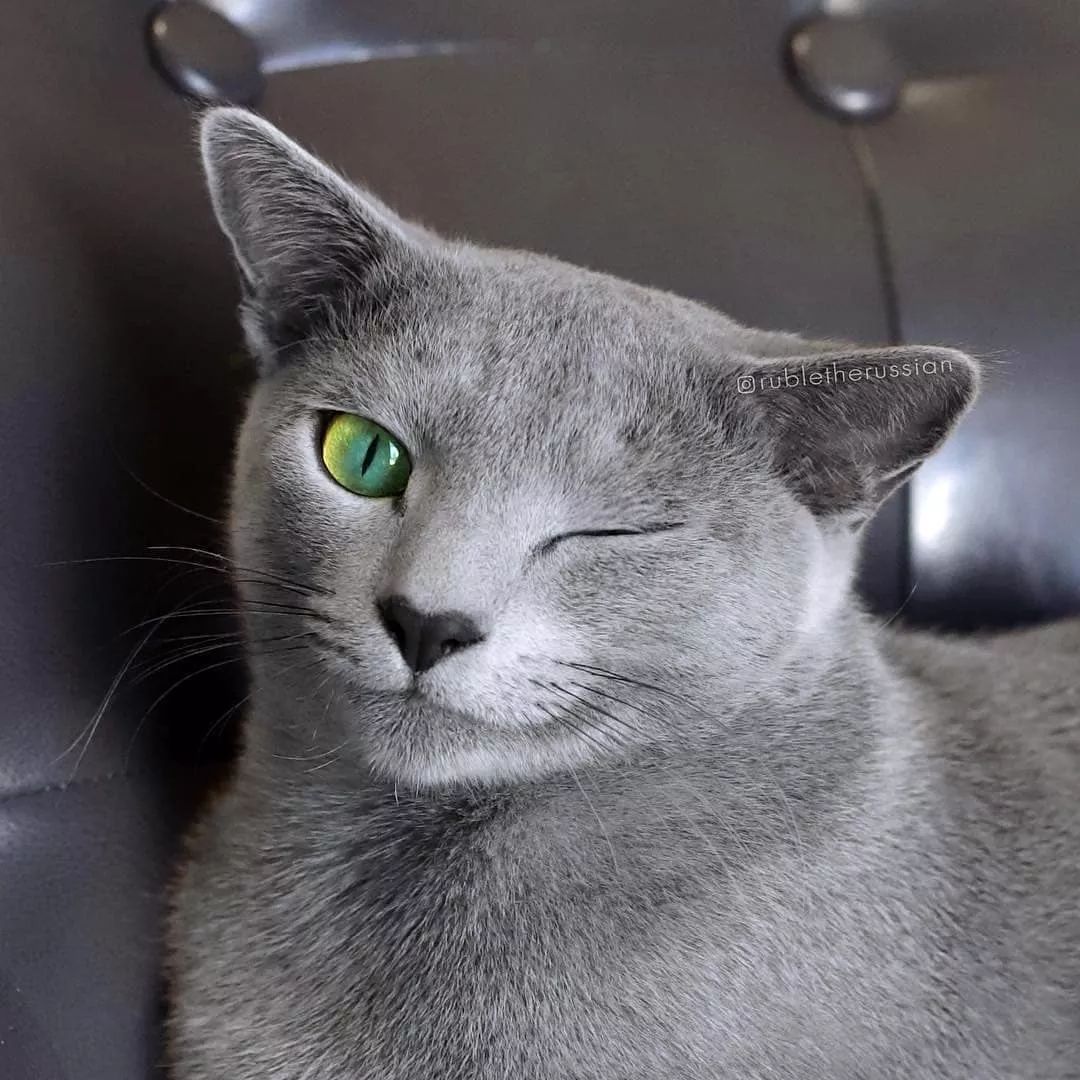 俄罗斯蓝猫天生自带撩妹技能一见人就笑