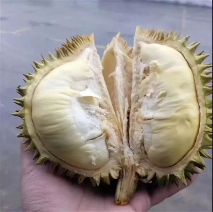 泰国金枕榴莲新鲜上市了!软糯香甜,口感细腻,一口便让
