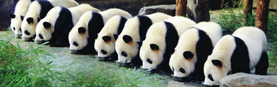 中国大熊猫帮英国动物园赚1个亿还惨遭电击!背后真相太残忍!