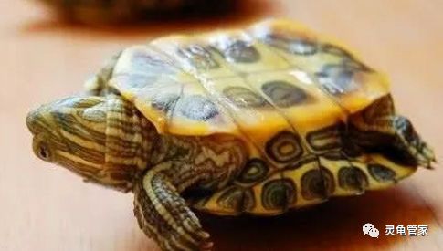 怎么养乌龟才能不让乌龟死 56aad6e680bb4e0ca4b70ac9901ee39a.jpeg