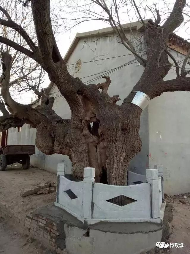 保护等级一级.上图:树址西半