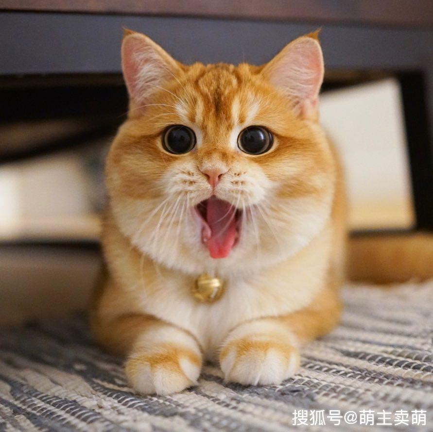 金色英国短毛猫一团燃烧的小火球