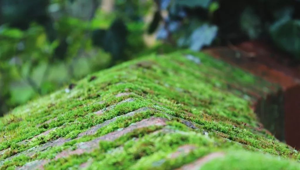暑假,跟飞花令少女贺莉然读古诗--白居易《石上