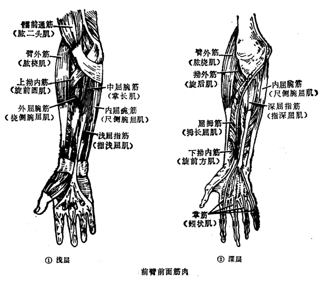 前臂前面筋肉浅层有臂外筋(肱桡肌),上拗内筋(旋前圆肌),外屈腕筋