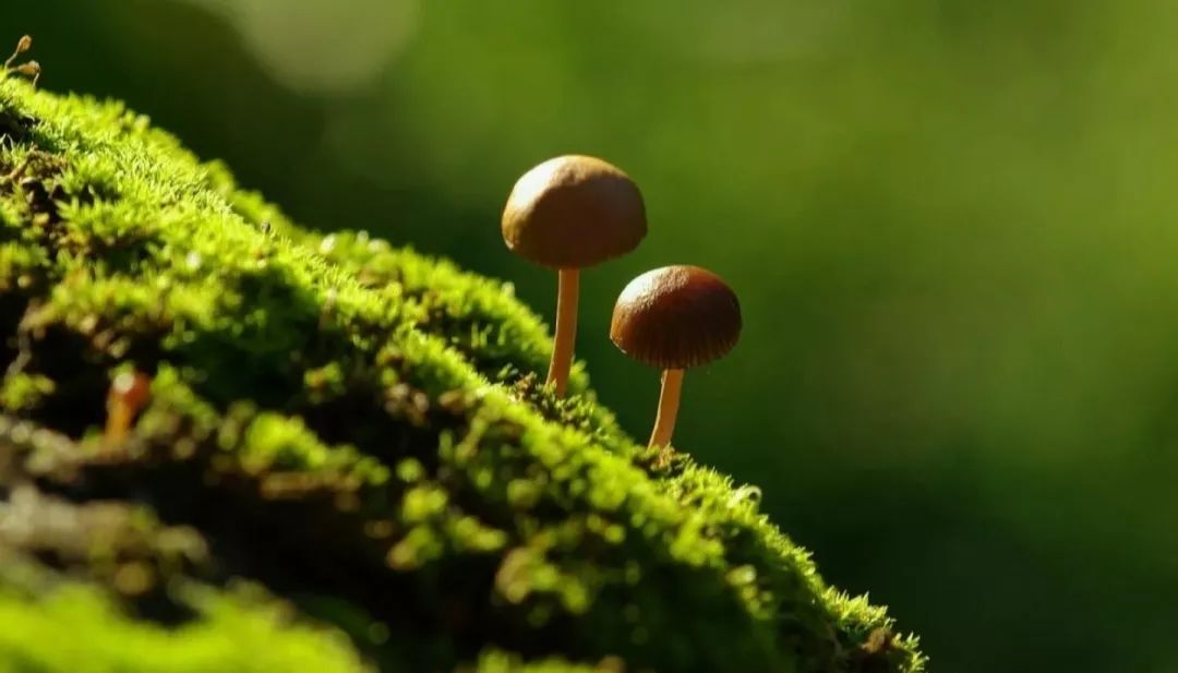 暑假,跟飞花令少女贺莉然读古诗--白居易《石上