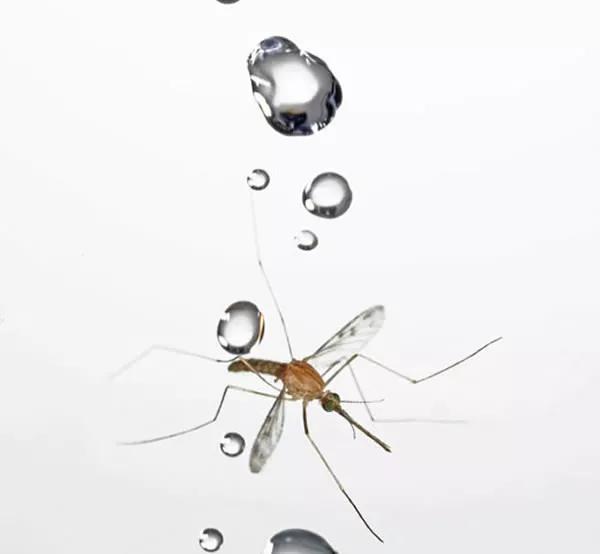 为什么蚊子不会被雨滴砸死 终于找到答案了,只因蚊子会这招