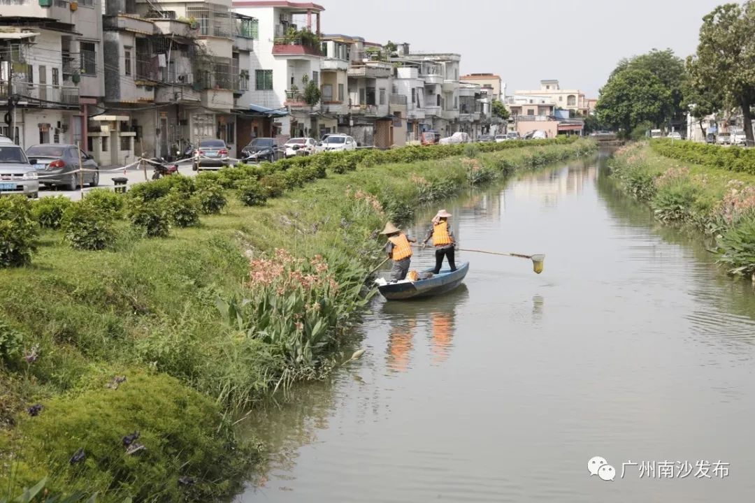 黑臭河涌变身散步胜地潭州滘涌隔着屏幕都闻见清新