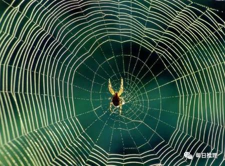 冷知识，蜘蛛织网时为什么不会被网粘住