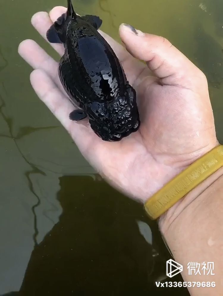 兰寿的体形培育