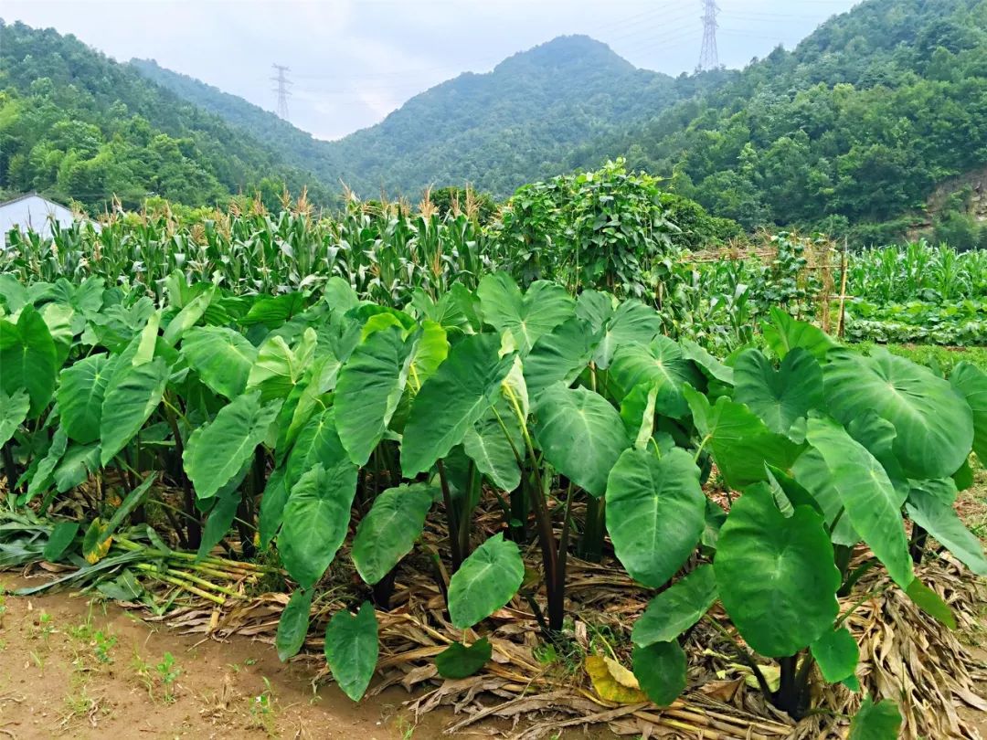 宁波人必学脱脂大黄鱼炖子芋超简单超好吃