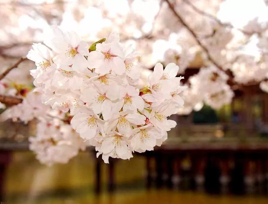 趣知识;日本的国花、国徽、国歌、国鸟及国石