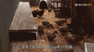 老外末日生存教程!看到第二个我当场跪了!