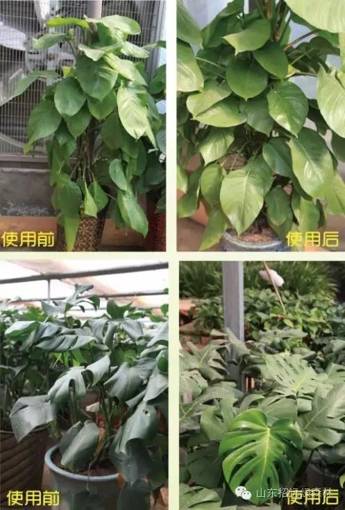 原生态植物专用酵素热乎乎出炉了会员半价9元