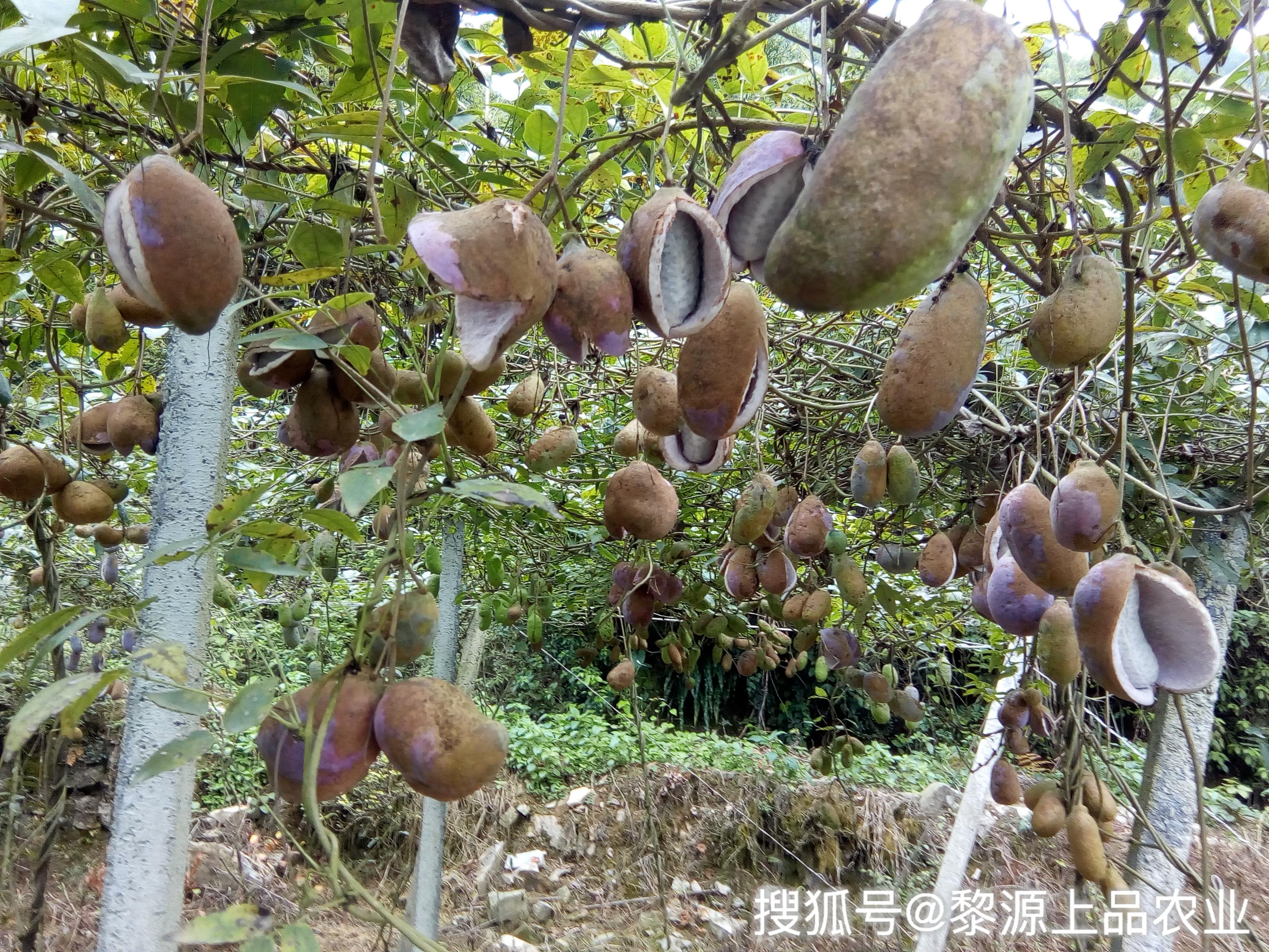 野生水果八月瓜如今成为人们种植的新奇水果之一