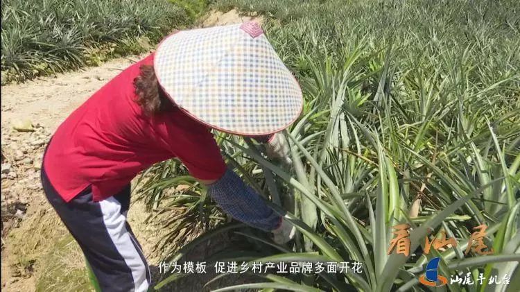 汕尾电视台报道!陆丰陂洋镇,被誉为水果之乡