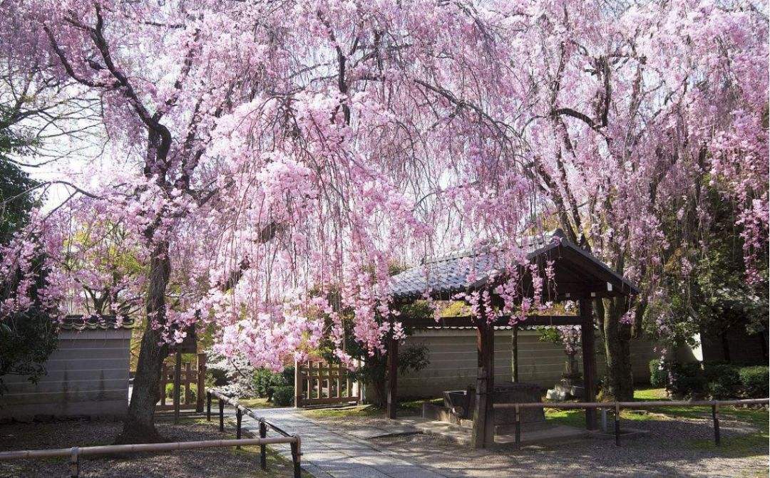 八重红垂枝樱 一树成景 花开醉人 花枝同赏 樱花