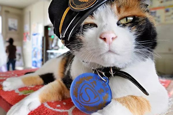 日本猫之岛疑似被人恶意投毒惹众怒,网友: 毕竟