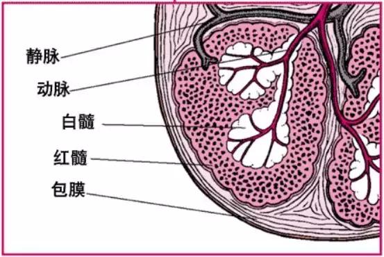 脾脏外层有结实的包膜,包膜内的实质可分为红髓,白髓和边缘区三部分.