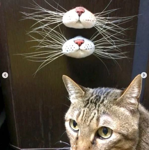 据说捡到猫胡子会有好事发生,拥有这个胡须收