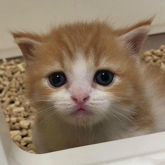 日本一小奶猫成精,因为呆萌得像人一样的睡姿走红网络