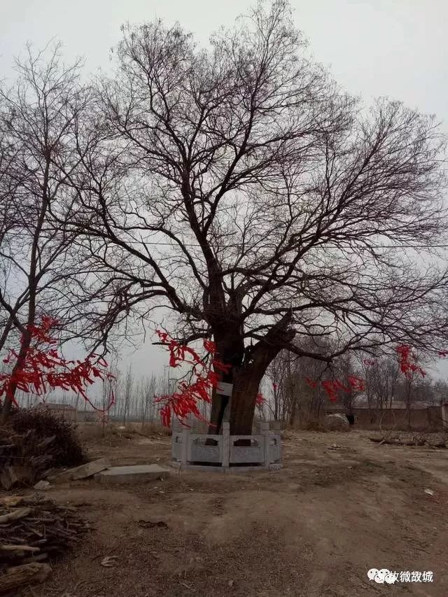 上图:树址西半屯镇于庄村 土壤类型:潮土,中文名:杜梨树,拉丁名:pyrus