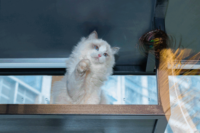 萌炸了238元抢原价80元萌宠票陨石羊驼布偶猫香猪豚鼠龙猫足不出沪撸