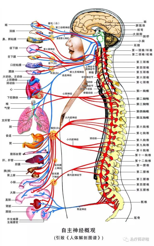 手法独特技艺精湛颈腰椎疼痛就选美式脊椎矫正