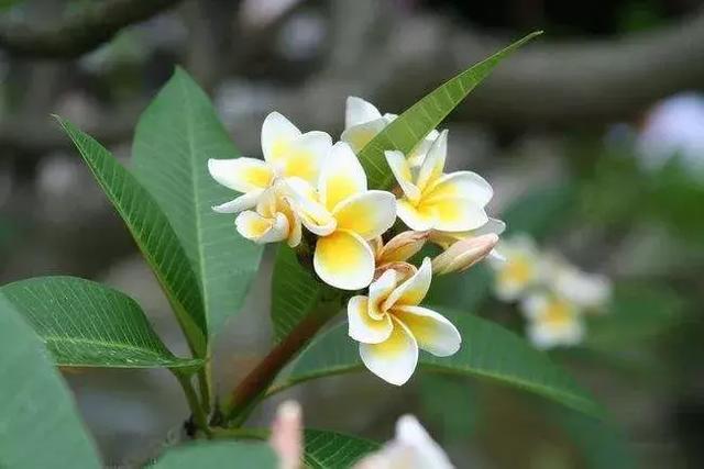 鸡蛋花子怎么吃
