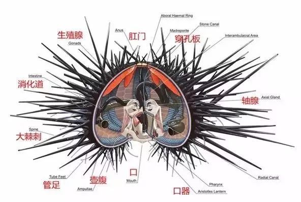 如果你深入去了解,其实海胆的内部构造是这样滴,外面都是刺,甚至有些