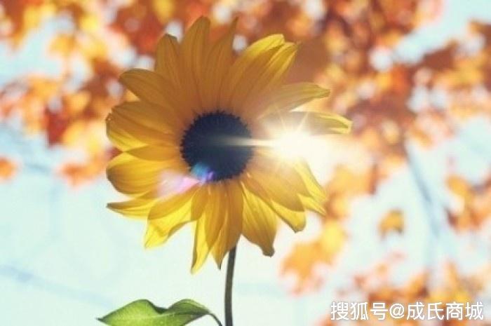 过于注重亲情的人注定受伤吗?