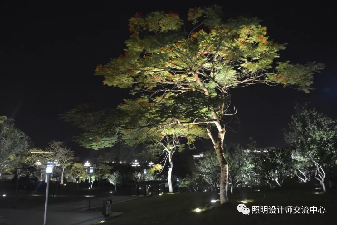 华而美隐形照树灯助力广州黄埔区景观亮化