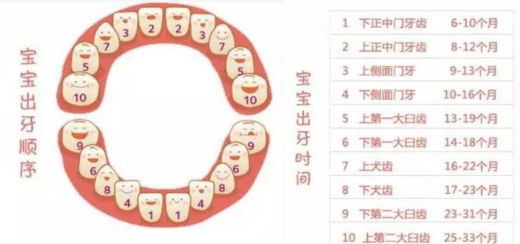 你家宝宝的牙齿长到哪个阶段了?