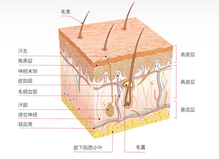 清言清雨护肤小课堂之正确认识皮肤表观生理结构