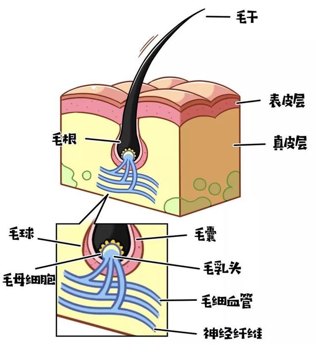 毛母细胞资源供应商——毛乳头生产工厂——毛球生产基地——毛囊就是