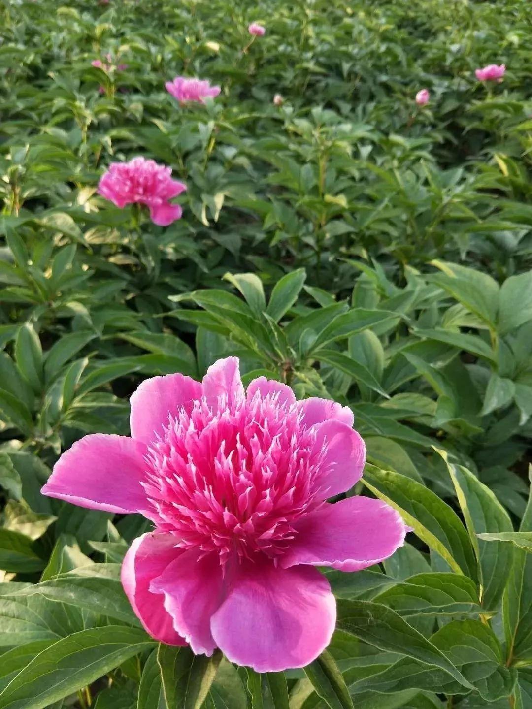 这种吉祥富贵花,秋天都要抢着养,错过再等一年!