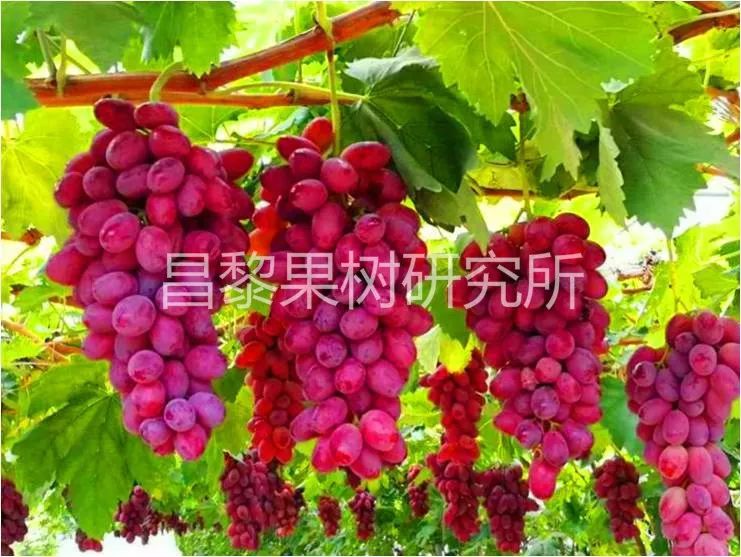 2019年鲜食葡萄新品种(系)简介,修订版_玫瑰