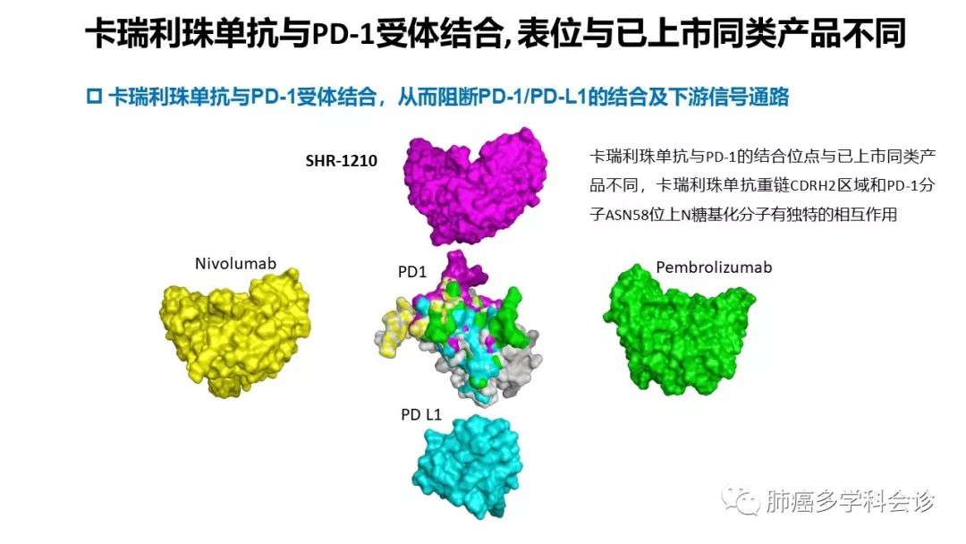 恒瑞公司所生产的pd-1抗体—卡瑞利珠单抗