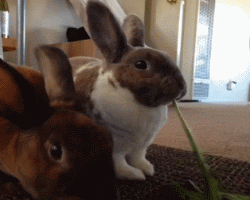 23b048f7fa0a4705a6fc0f04b126e96e.gif