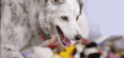 2ff8dd178ffc41988305ff3d5130d3ac.gif
